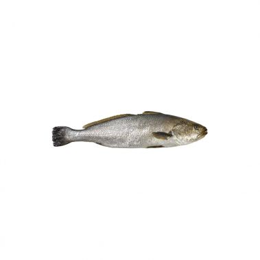 Ešerys marmurinis (Corvina), neskrost., 3+kg, atvės, 1*10kg