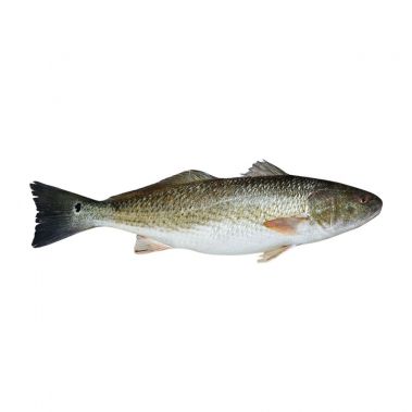 Dėmėtasis ešerys (Red Drum), skrost., 800-1000 kg, atvės, 1*10kg