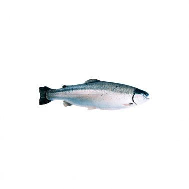 Upėtakis Lašišinis (Salmon trout), skrost., s/g, 3-4kg, atvės., 1*~20kg, Norvegija