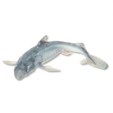 Dygliaryklis (Spiny dogfish), b/o, 300+g, atvės.
