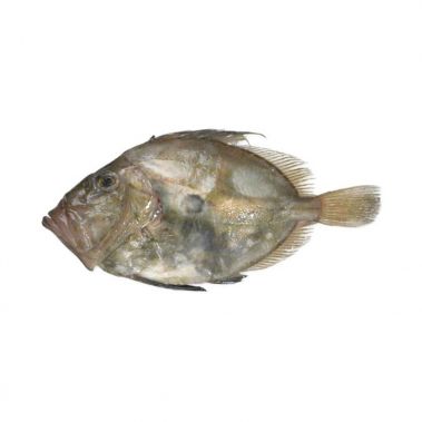 Šv. Petro žuvis (John Dory), s/g, 1-2kg, atvės.