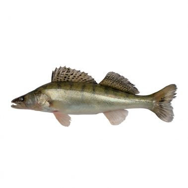 Sterkas (Pikeperch), neskrost., s/g, 1-2.5kg, atvės., 1*5kg, Latvija