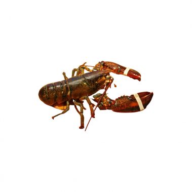 Omaras gyvas, Kanados (Canadian lobster), 1500-3000g