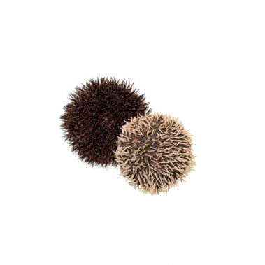 Jūros ėžys (Sea Urchin), 150-200g, atvės., Prancūzija, 1*3kg