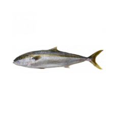 Lakedra geltonuodegė (King fish - Hamachi), skrost., 2-3kg  atvės., 1*10kg