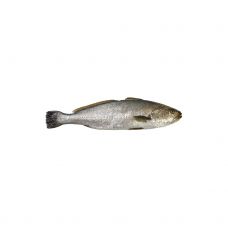 Ešerys marmurinis (Corvina), neskrost., 3+kg, atvės, 1*10kg