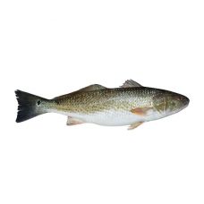 Dėmėtasis ešerys (Red Drum), skrost., 3+kg, atvės, 1*10kg