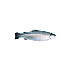 Upėtakis Lašišinis (Salmon trout), skrost., s/g, 2-3kg, atvės., 1*~20kg
