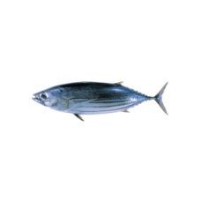 Tunas dryžuotas (Skipjack tuna), neskrost., 800-1200g, atvės.