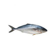 Tunas Mėlynas (Blue fin tuna) visas, skrost.,  s/g, 10+kg, atvės.