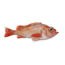 Jūros ešerys (Red Fish), neskrost., 0.7-1.5kg, atvės., 1*20kg