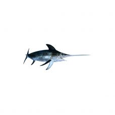 Kardžuvė (Swordfish), neskrost., s/g, 10+kg, atvės.