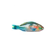Papūga žuvis (Parrot Fish), neskrost., 1-2kg, atvės., 1*6kg