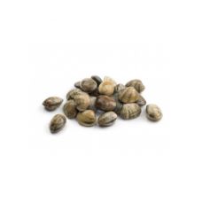 Moliuskai Palourdes (Carpet shells), M, atvės., 1*3kg