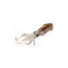 Kalmarai maži (Baby Squids), 100-150g, atšild., 1*3kg